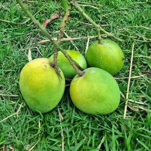 10 KG হিমসাগর আম
